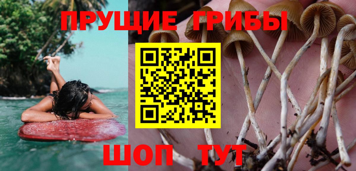 Тара  Галлюциногенные грибы Psilocybe  Вход с VPN 